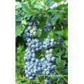 IQF Freezing Organic Blueberry Zl-1020 1